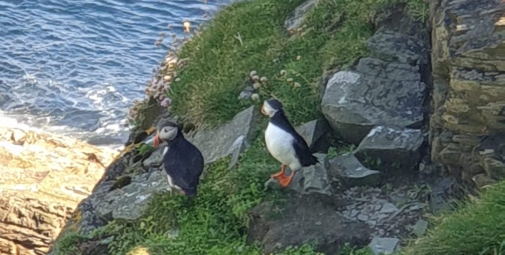 2 Puffins pictures on the rocks near the beach in the Orkney Islands